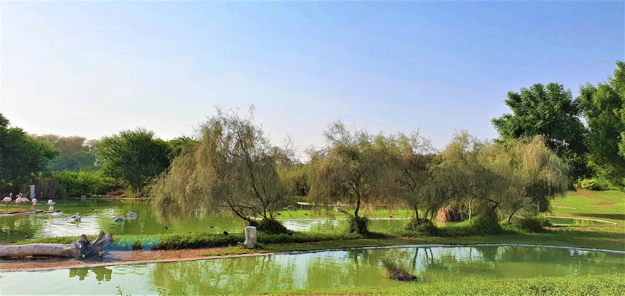 Hidden Gem in Sharjah|Wasit Wetland Centre Sharjah